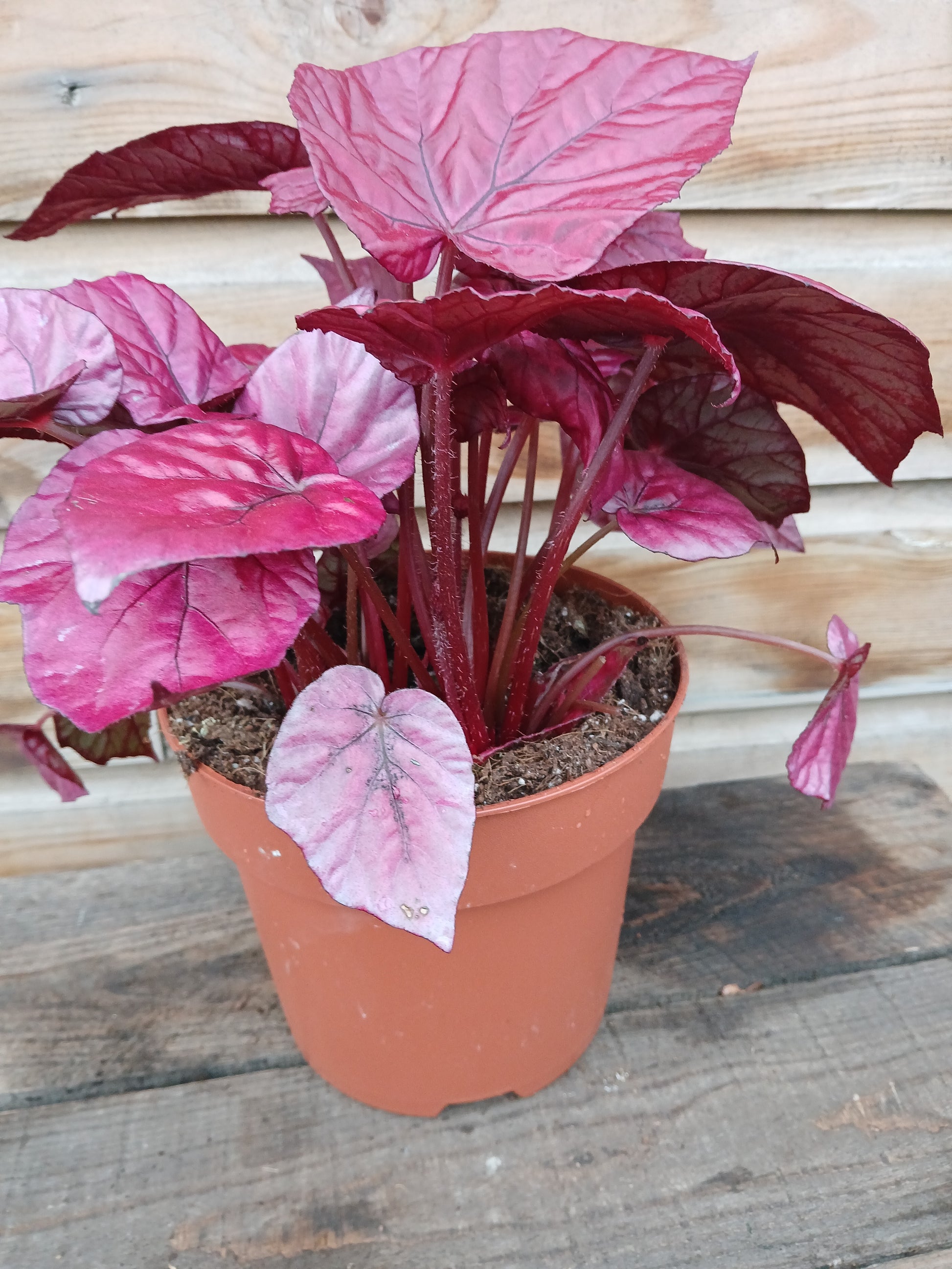 Begonia Beleaf mix / P17-Easy Garden Centre