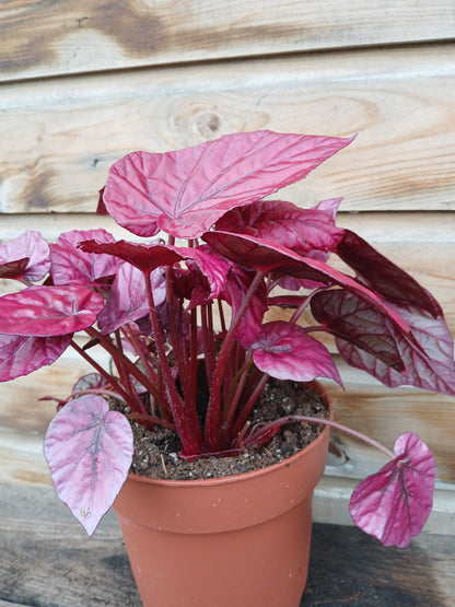 Begonia Beleaf mix / P17-Easy Garden Centre