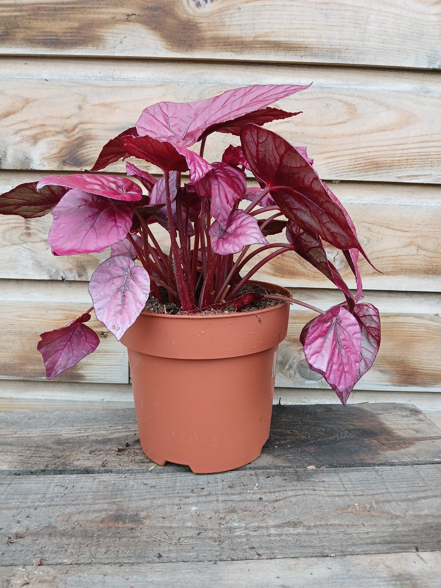 Begonia Beleaf mix / P17-Easy Garden Centre