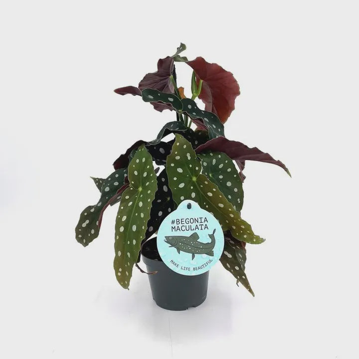 Begonia maculata 'Polka Dot' / P12-Easy Garden Centre