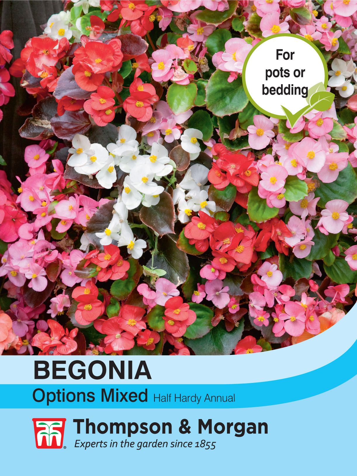 Begonia semperflorens Options Mixed