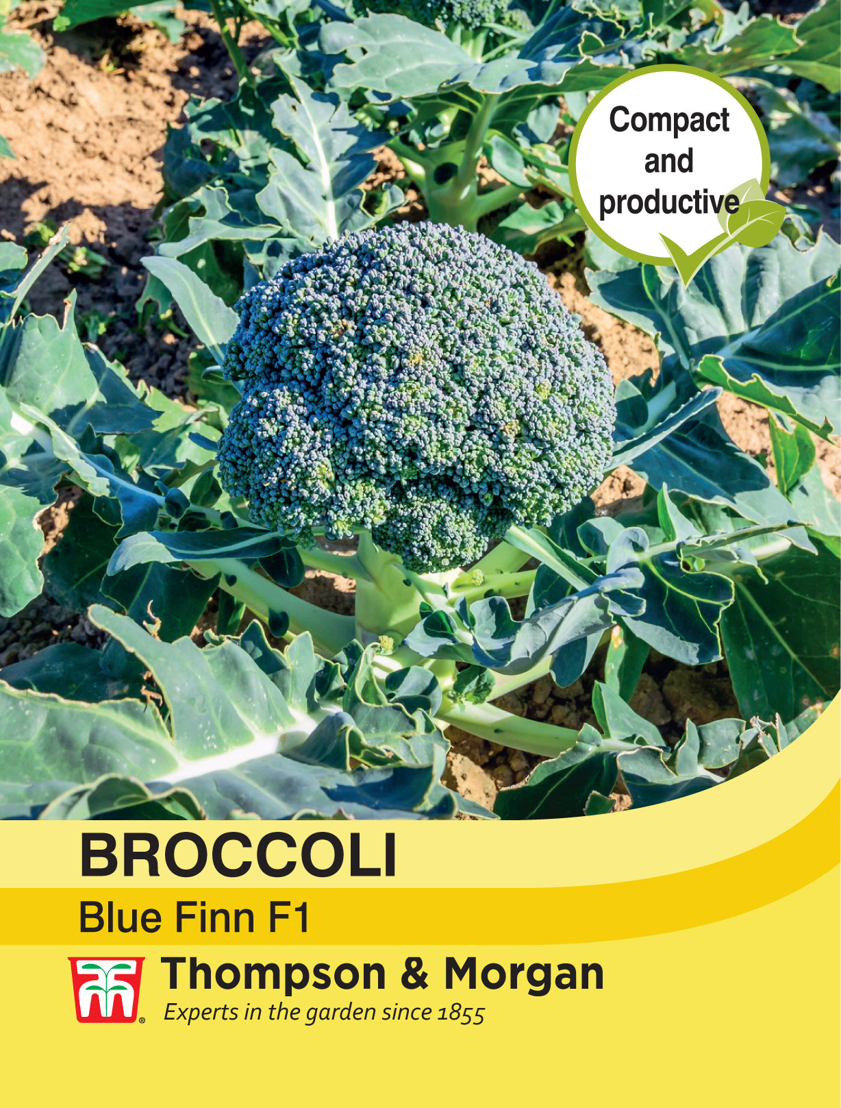 Broccoli Blue Finn F1