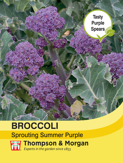 Broccoli Sprouting Summer Purple