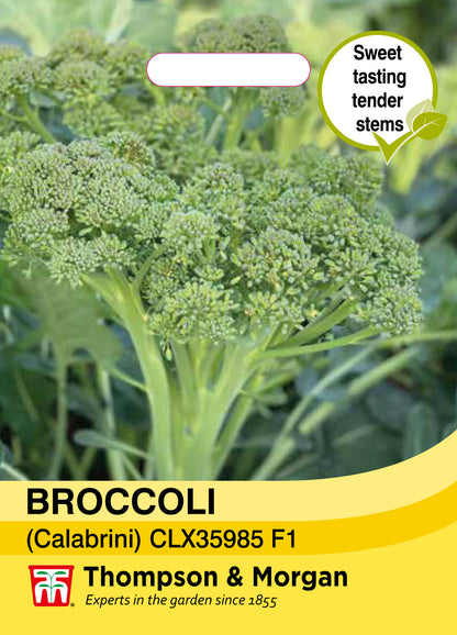 Broccoli calebrini Sweet Returns (NAME TBC)