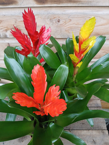 Bromelia 'Adventure' mix / P12-Easy Garden Centre