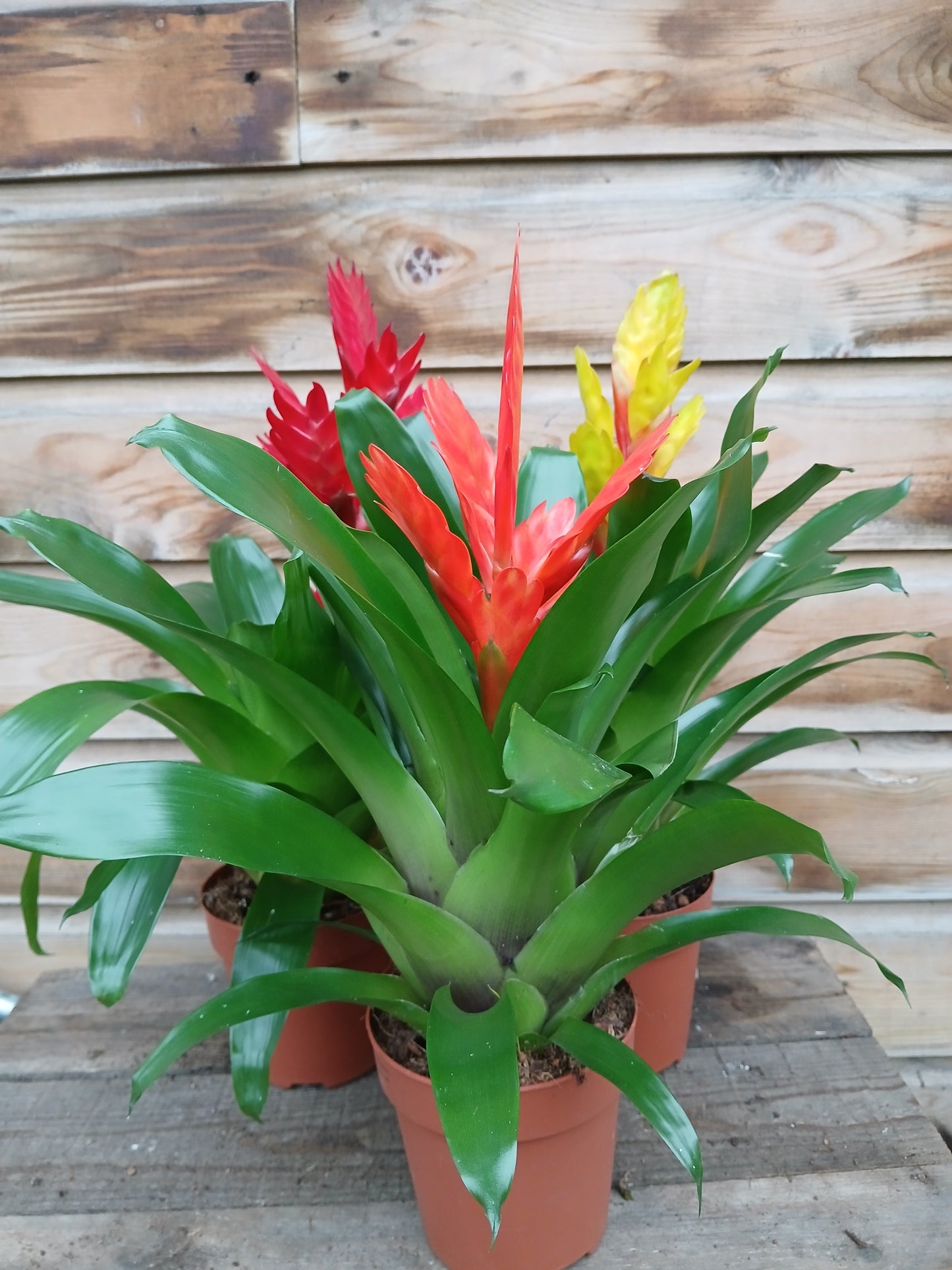 Bromelia 'Adventure' mix / P12-Easy Garden Centre