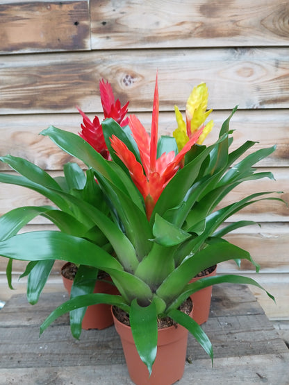 Bromelia 'Adventure' mix / P12-Easy Garden Centre