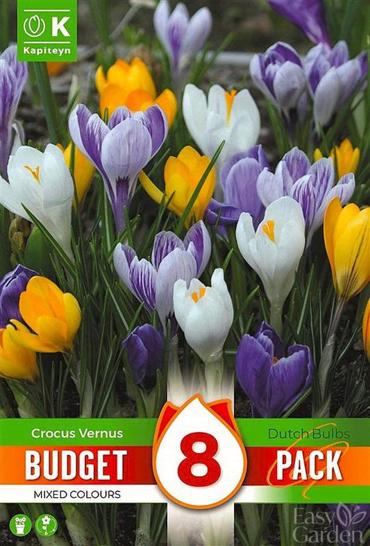 Budget Crocuscus Lf Mixed - Bulb Size 7/8 - X8 Bulbs-Easy Garden Centre