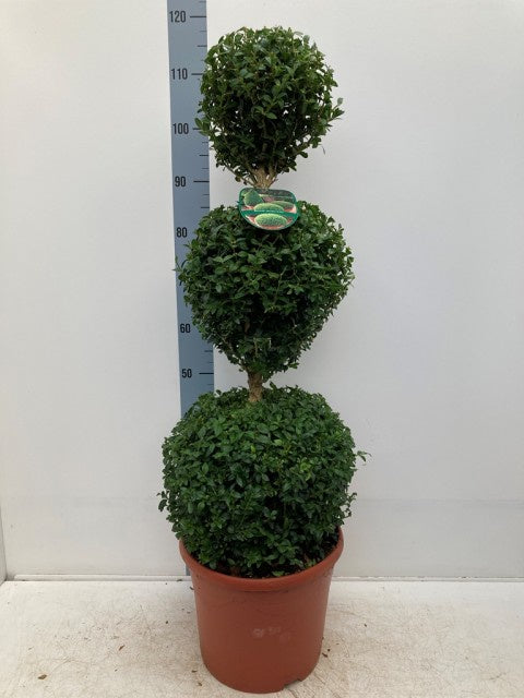 Buxus Sempervirens Ball / 25ltr 75cm