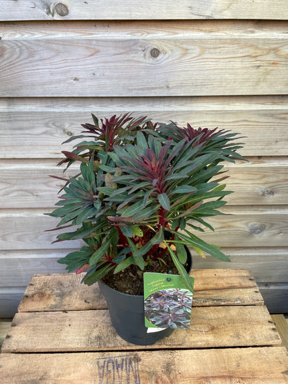 Euphorbia in varieties / P17 (2 Ltr)