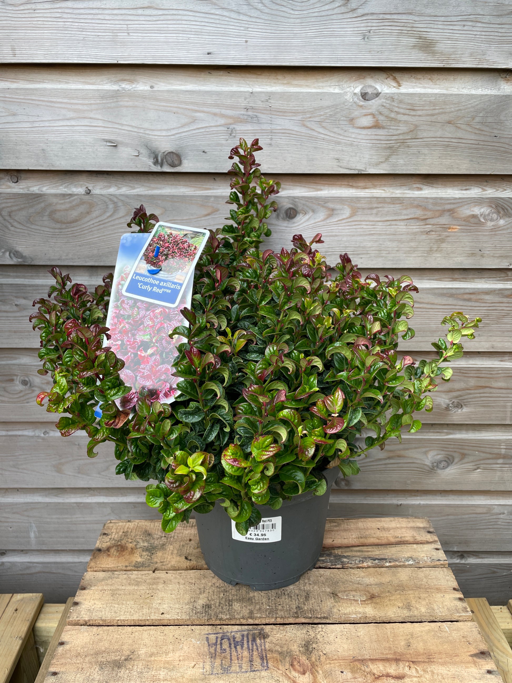 Leucothoe axillaris Curly Red / P23 (5 Ltr)-Easy Garden Centre
