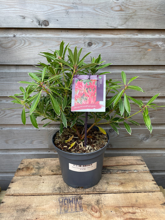 Pieris 'Flaming Silver' / cont. 3,0L