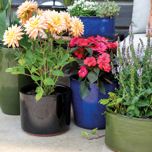 Cambridge Glazed Cylinder 30cm (Black/Blue/Green)-Easy Garden Centre