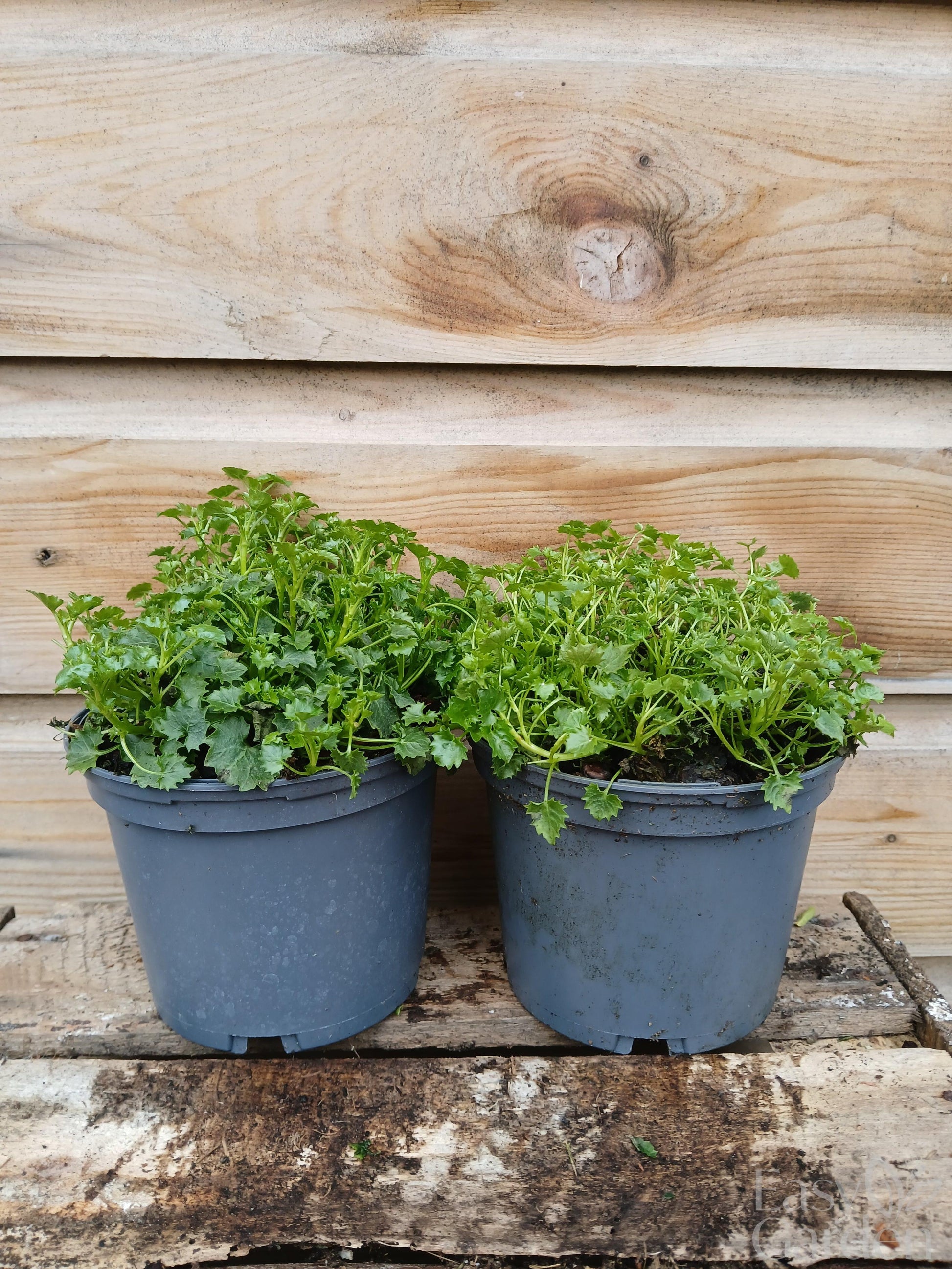 CAMPANULA muralis / 1 Litre-Easy Garden Centre