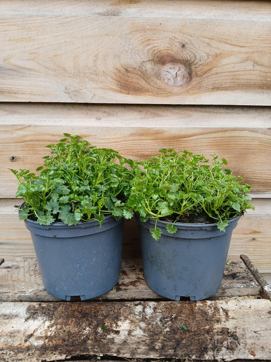CAMPANULA muralis / 1 Litre-Easy Garden Centre