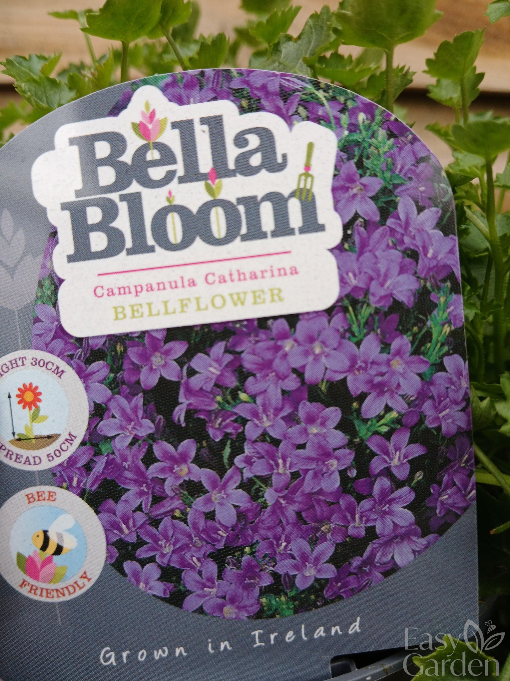 CAMPANULA port. Catharina / 1 Litre-Easy Garden Centre