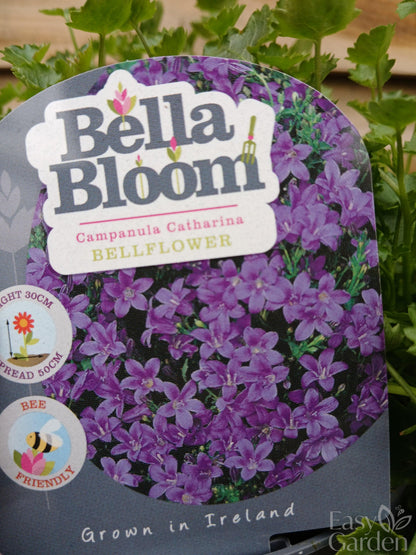 CAMPANULA port. Catharina / 1 Litre-Easy Garden Centre