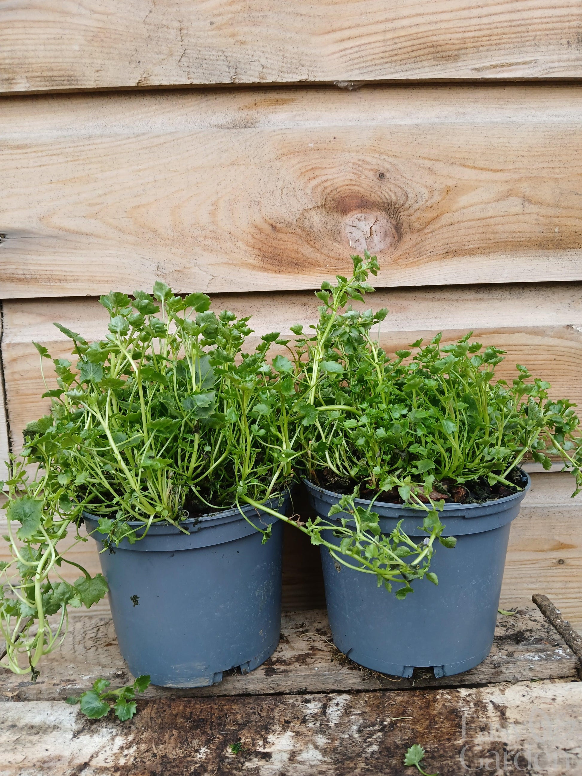 CAMPANULA port. Catharina / 1 Litre-Easy Garden Centre
