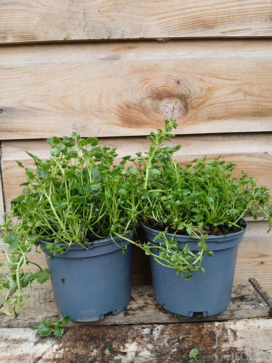 CAMPANULA port. Catharina / 1 Litre-Easy Garden Centre