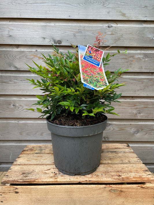 Nandina dom. Gulfstream / P23 (5 Ltr)