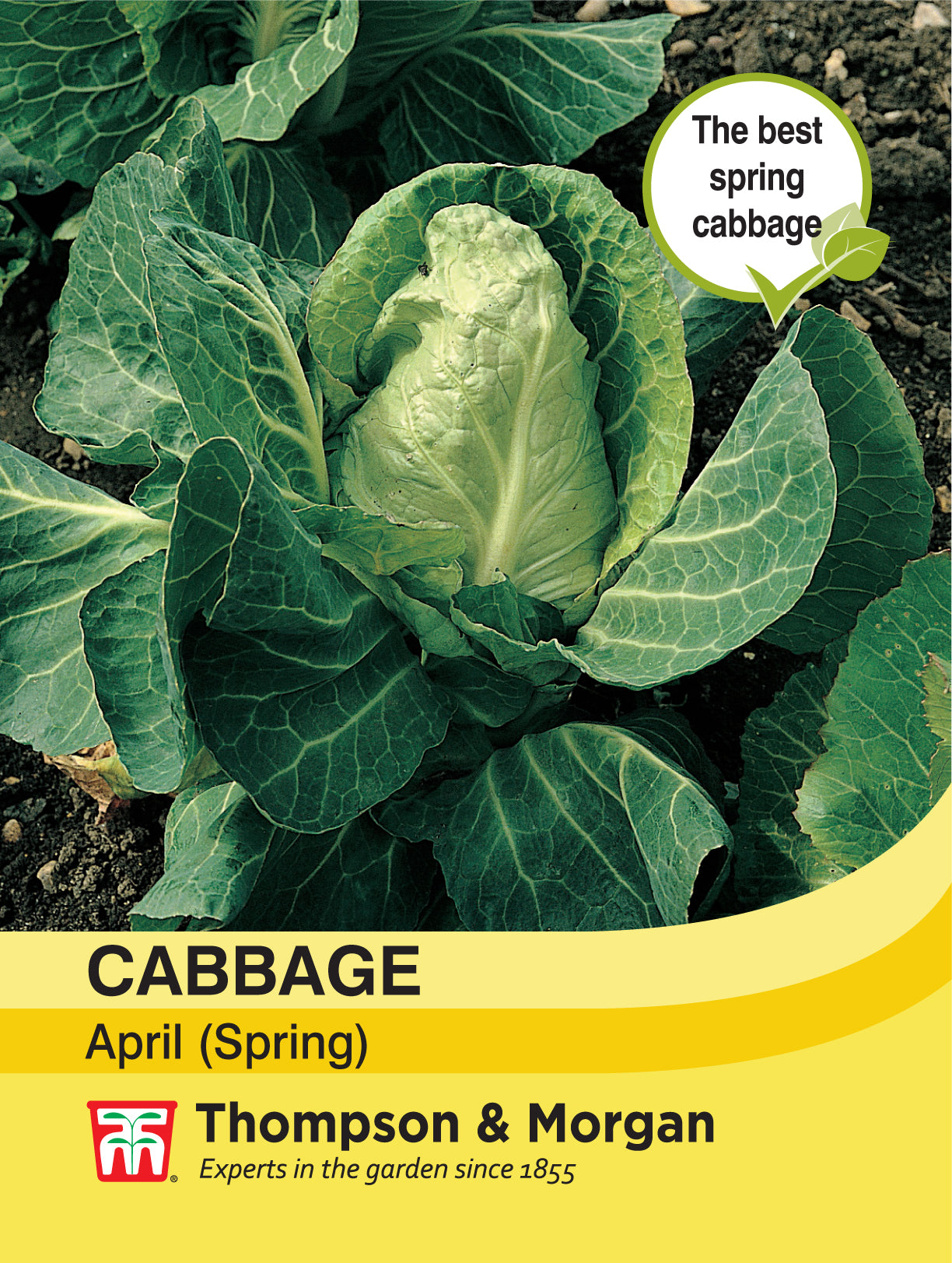 Cabbage (Spring) April