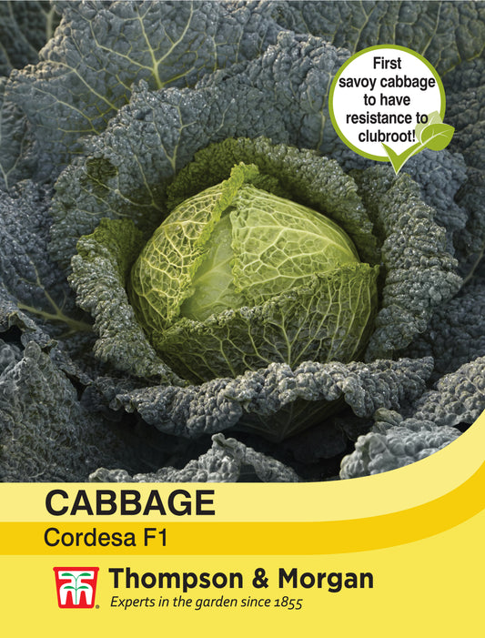 Cabbage Savoy Cordesa F1 Hybrid