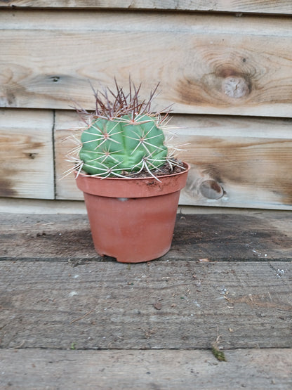 Cactus 'Canarias' mix / P10.5-Easy Garden Centre