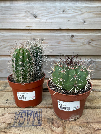 Cactus 'Canarias' mix / P10.5-Easy Garden Centre