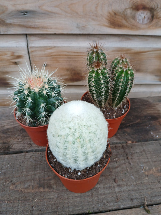 Cactus 'Granada' mix / P8.5-Easy Garden Centre