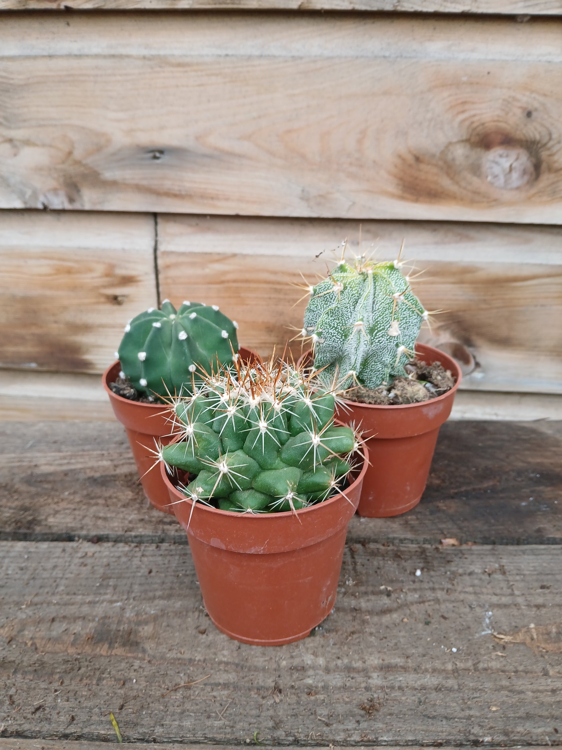 Cactus Winco mix / P8.5-Easy Garden Centre