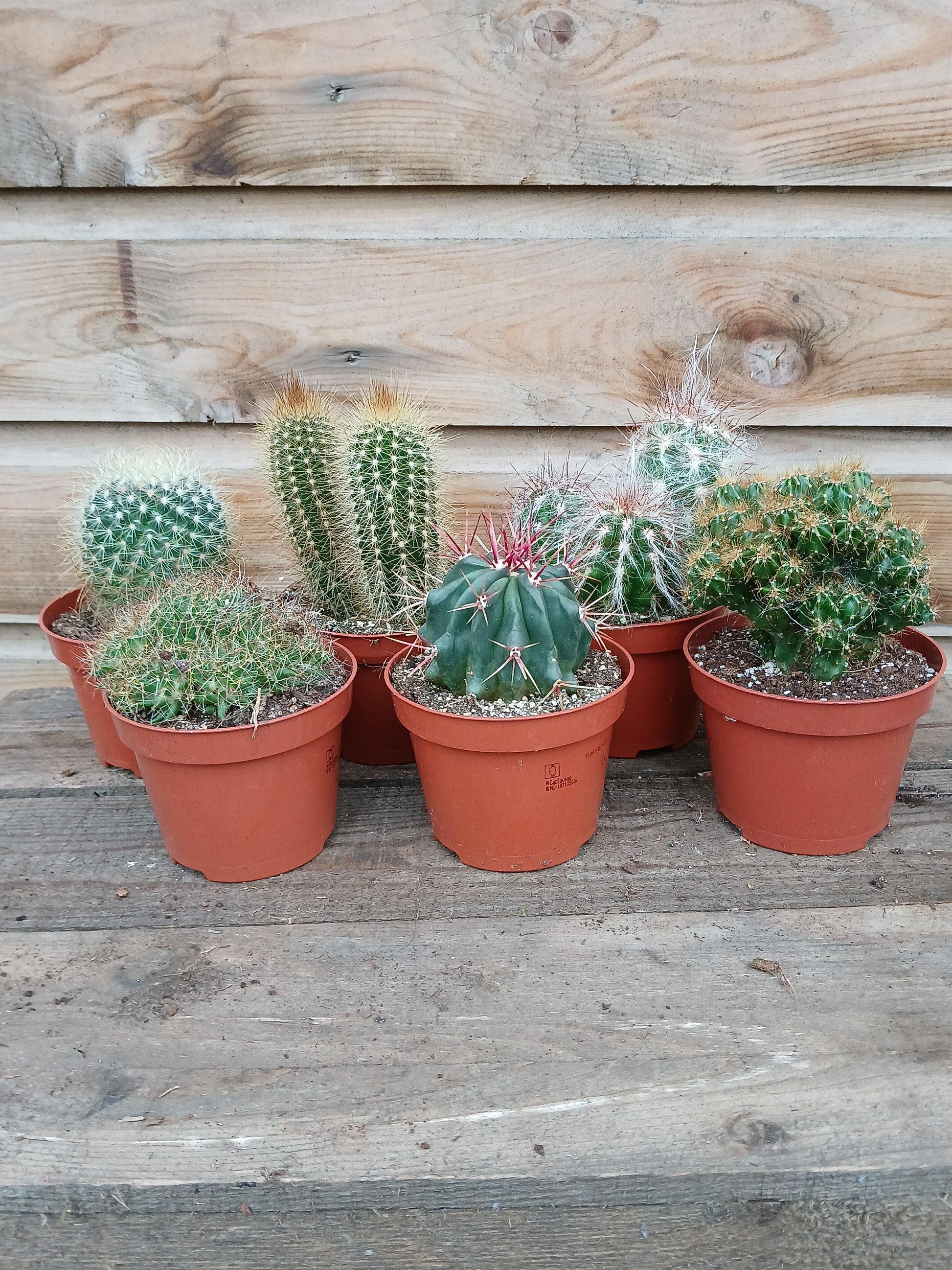 Cactus mix / P10.5-Easy Garden Centre