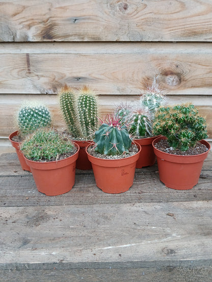 Cactus mix / P10.5-Easy Garden Centre