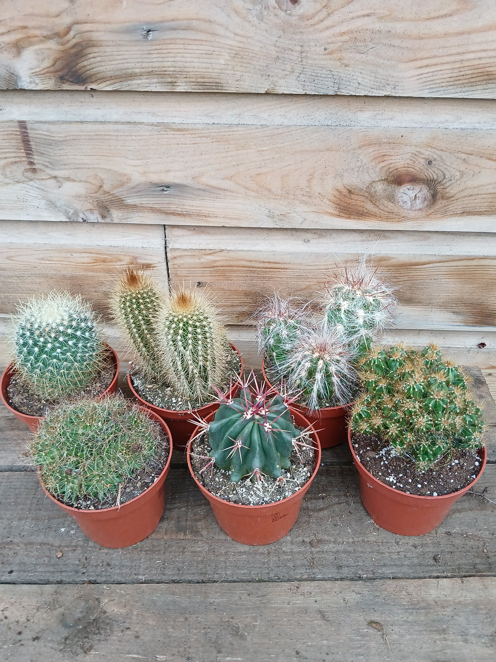 Cactus mix / P10.5-Easy Garden Centre