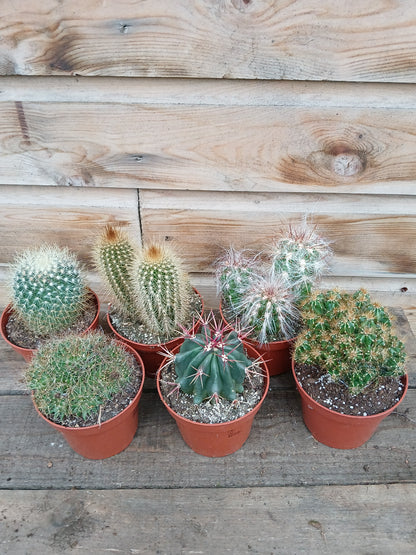 Cactus mix / P10.5-Easy Garden Centre