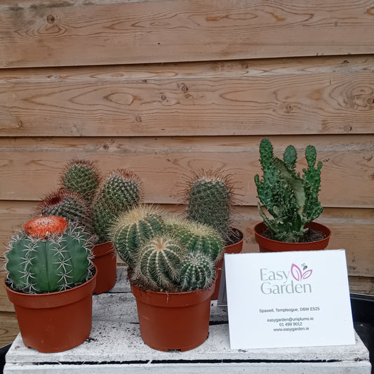 Cactus mix / P10.5-Easy Garden Centre