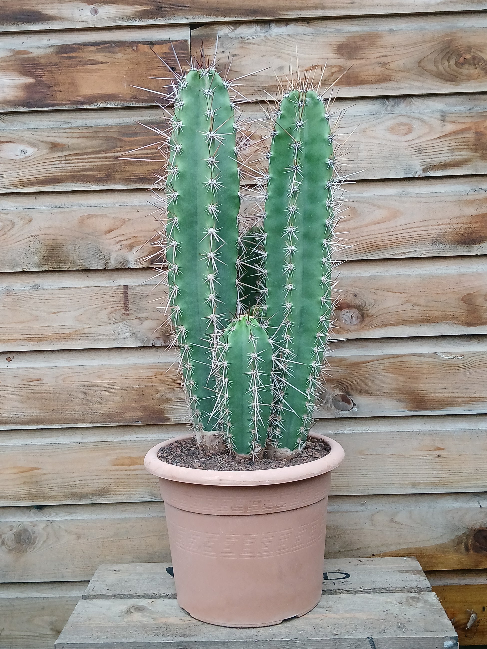 Cactus mix / P26-Easy Garden Centre