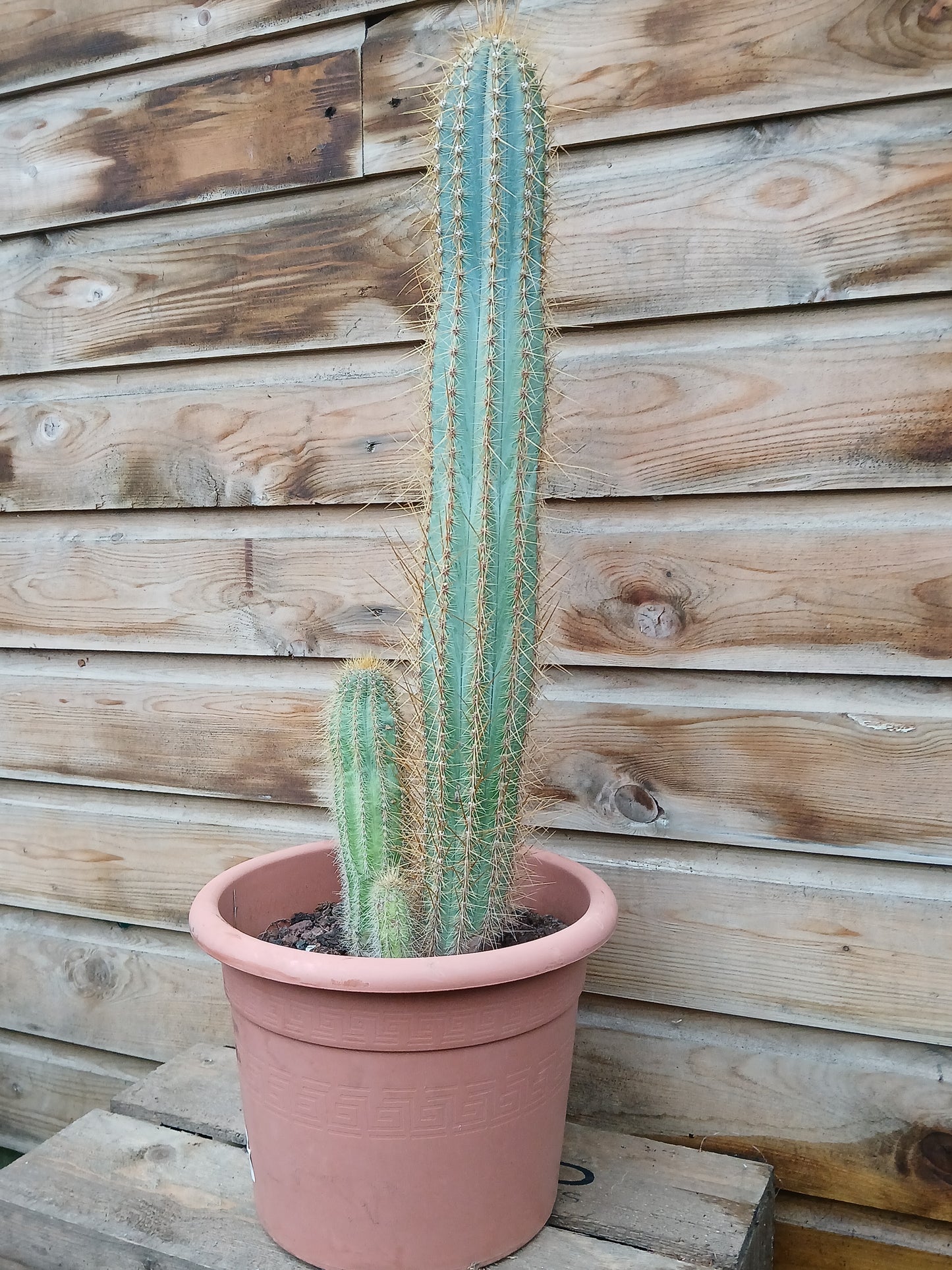 Cactus mix / P26-Easy Garden Centre