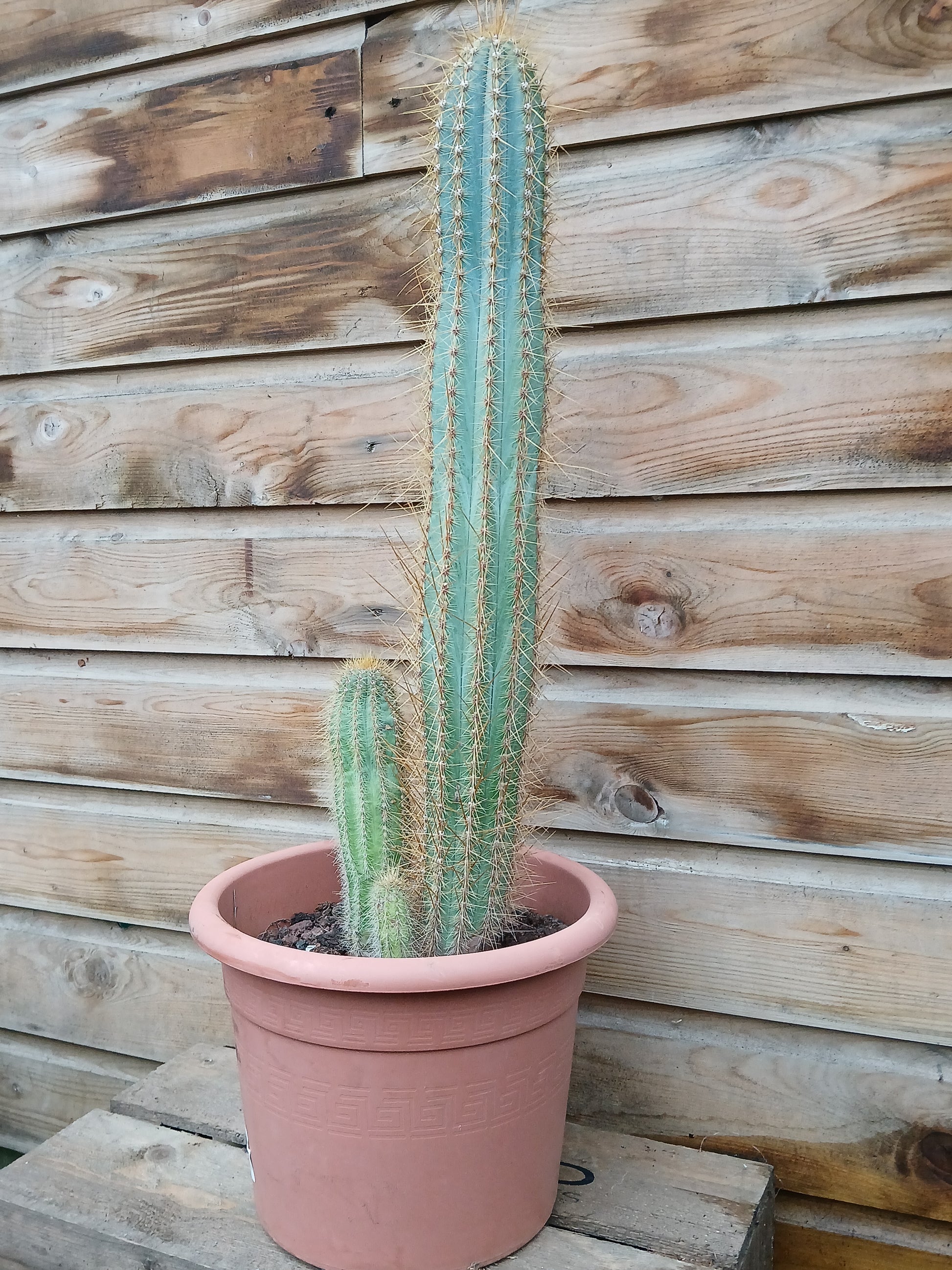 Cactus mix / P26-Easy Garden Centre
