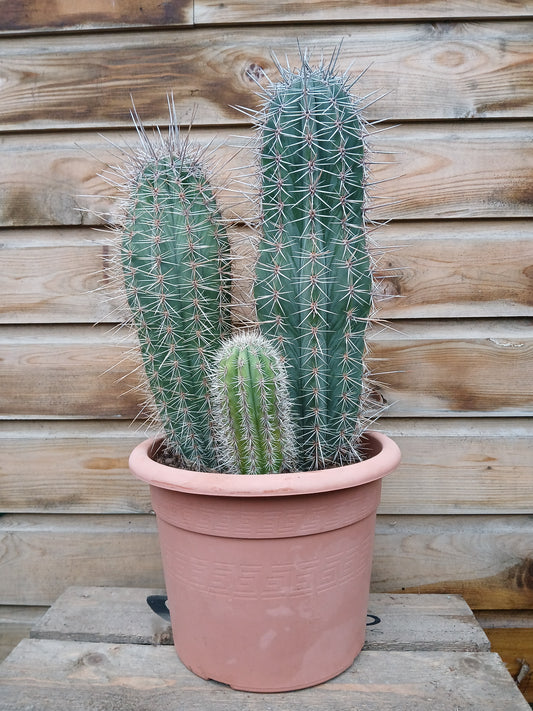 Cactus mix / P26-Easy Garden Centre
