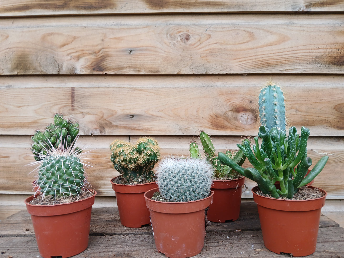 Cactus mix / P8.5-Easy Garden Centre