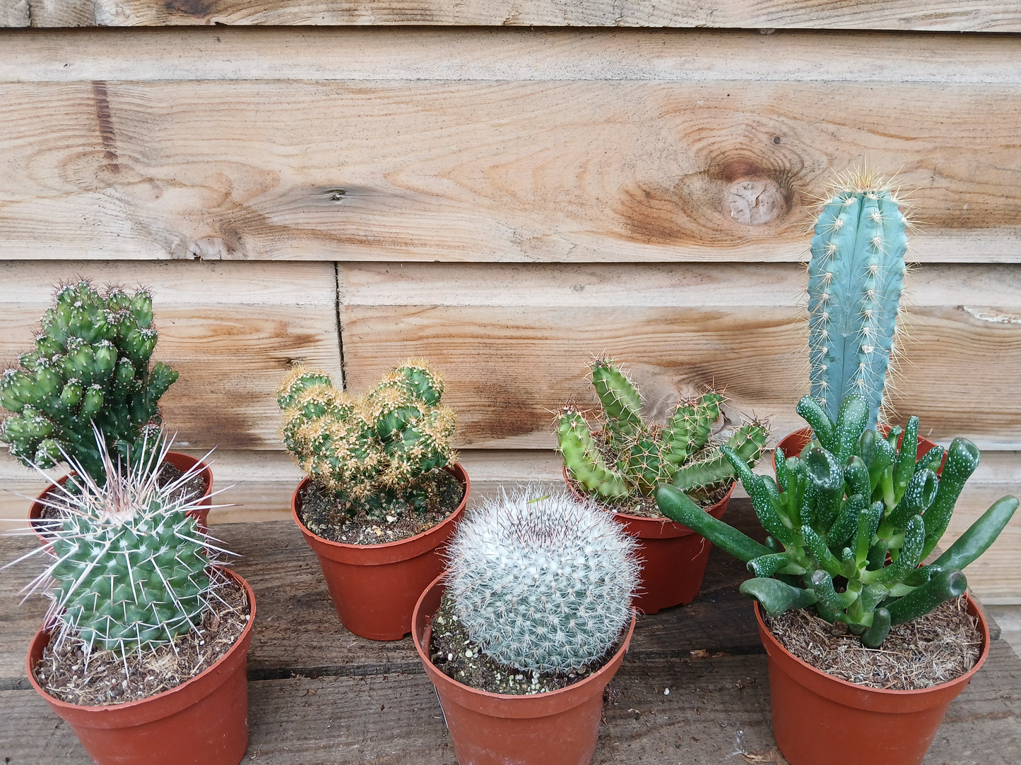 Cactus mix / P8.5-Easy Garden Centre