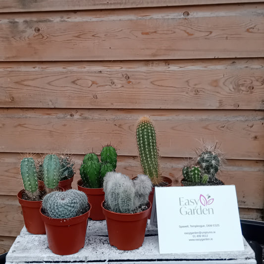 Cactus mix / P8.5-Easy Garden Centre