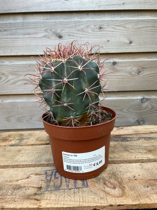 Cactus plant