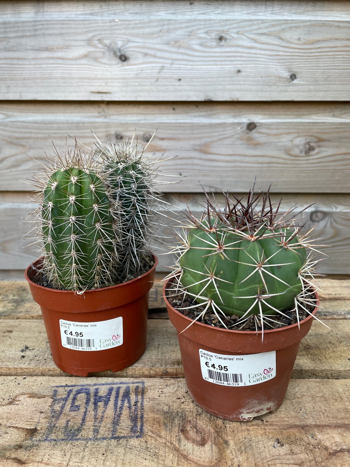 Two potted cacti with labels on a wooden surface