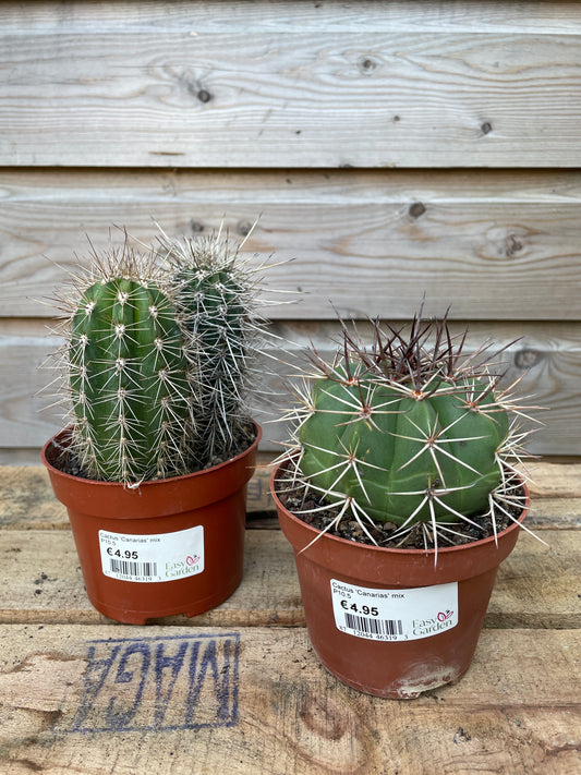 Two potted cacti with labels on a wooden surface