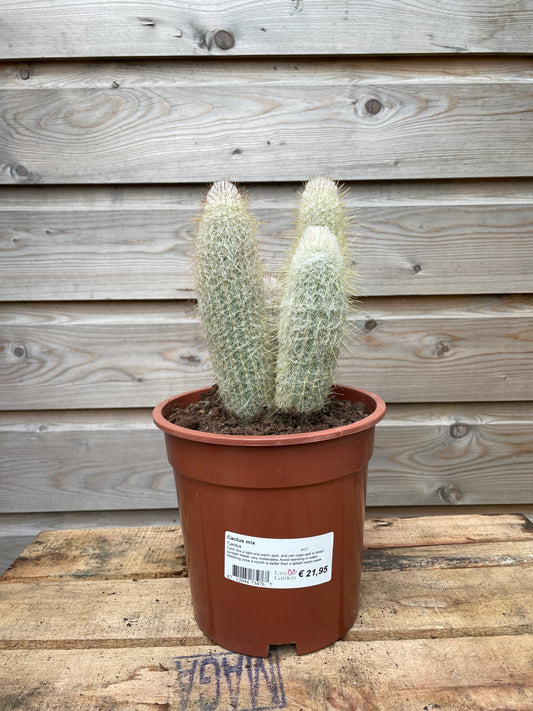 Cactus mix