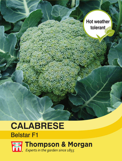 Calabrese Belstar F1 Hybrid