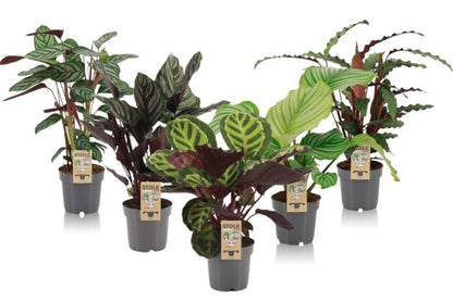 Calathea(4-5 varieties) mix / P14