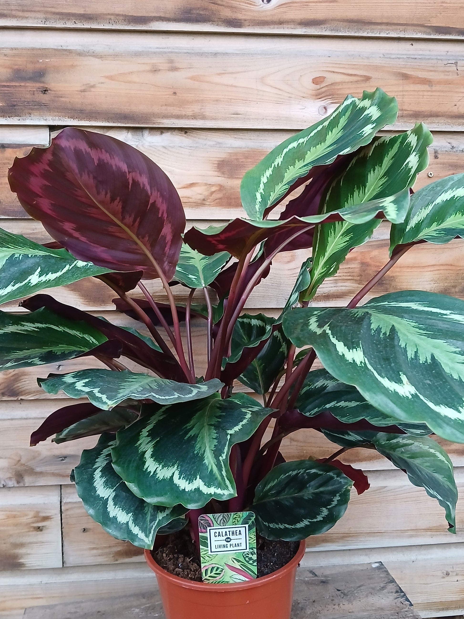 Calathea 'Medallion' / P19-Easy Garden Centre