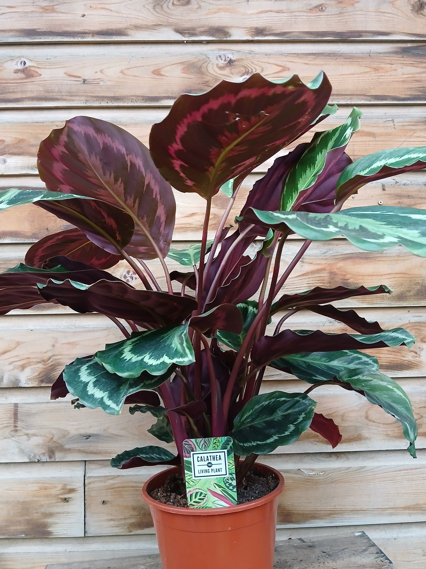 Calathea 'Medallion' / P19-Easy Garden Centre
